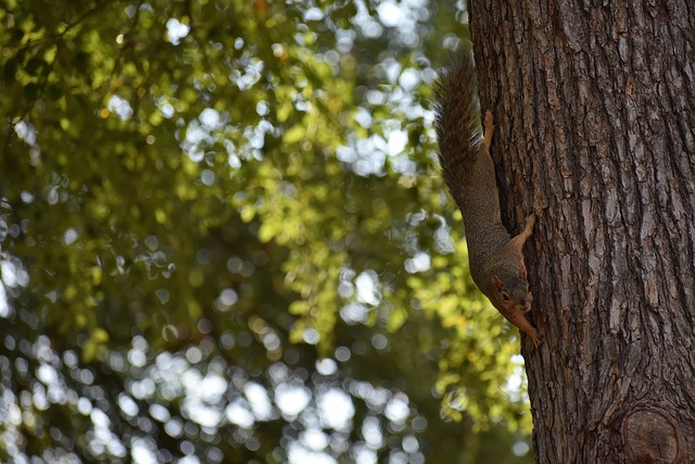 随着球队在 随着球队在
